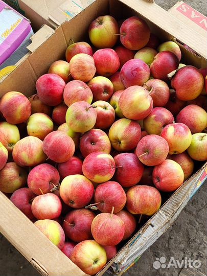 Яблоко социальное