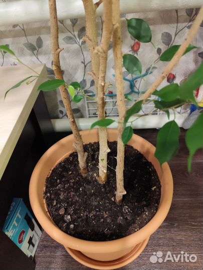 Фикус бенджамина большой