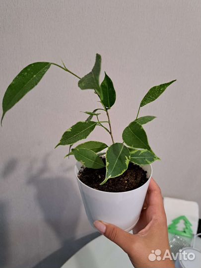 Фикусы, замиокулькас