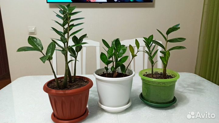 Замиокулькас