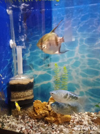 Аквариум