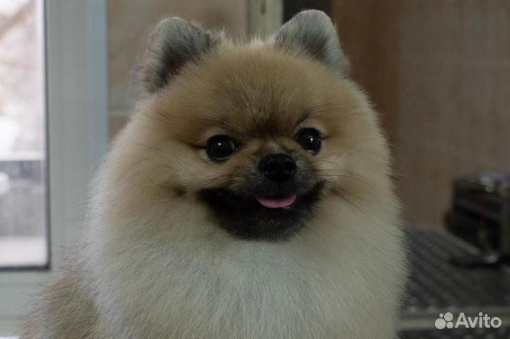 Померанский мини шпиц вязка