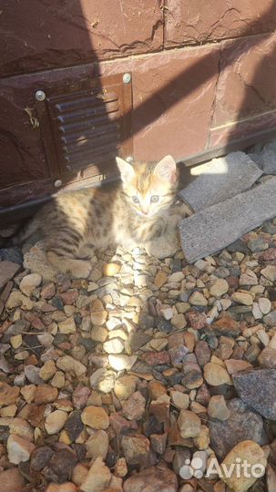 Прелестные котята