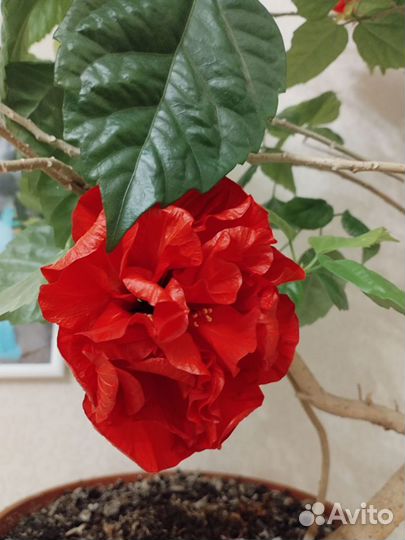 Гибискус китайский (Hibiscus rosa- sinensis)