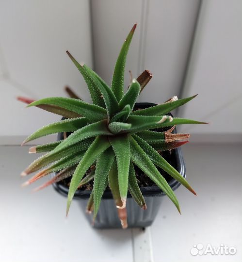 Суккуленты разные