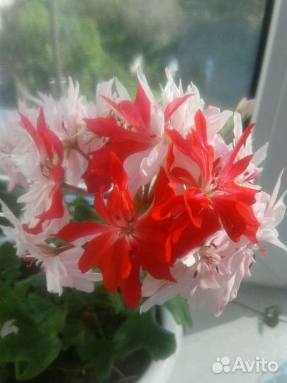 Пеларгония герань