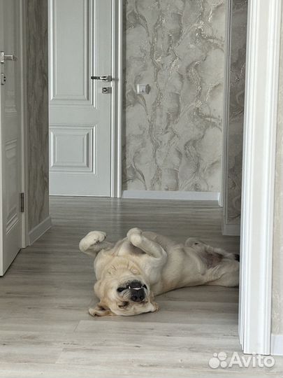 Вязка лабродора ретривера с доками