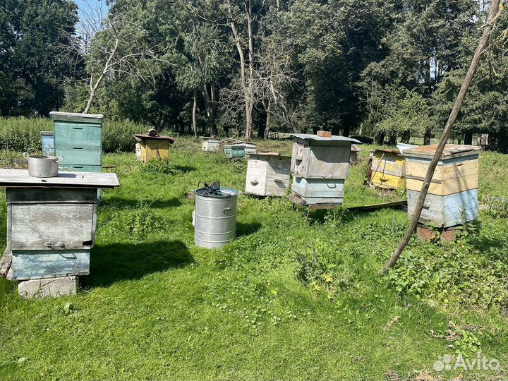 Продается пасека