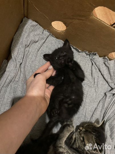 Отдам котят