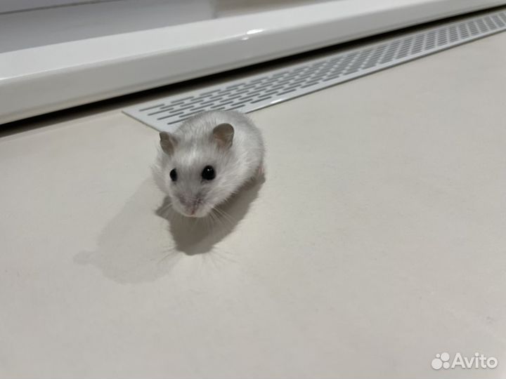 Джунгарский Хомяк
