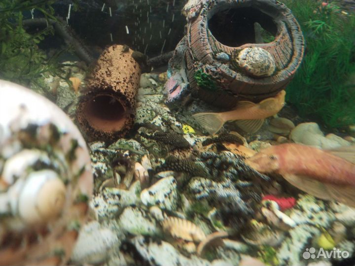 Сомики анциструсы. 3-4 см