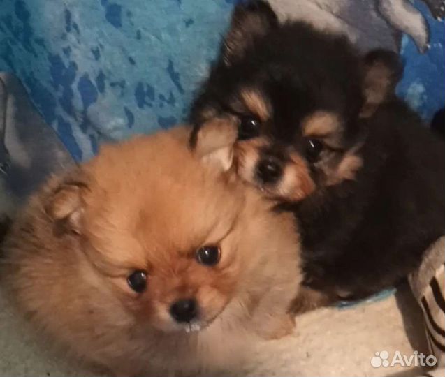 Щенки шпица мини