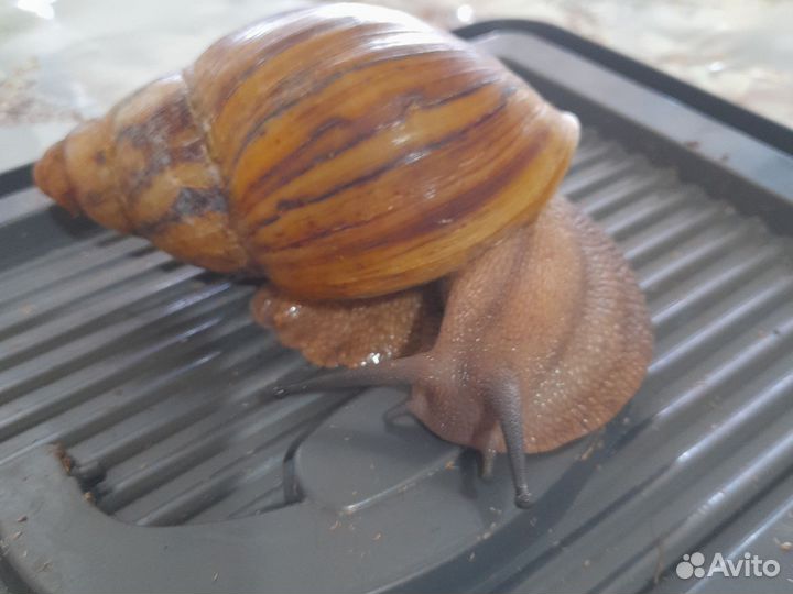 Улитки разных видов