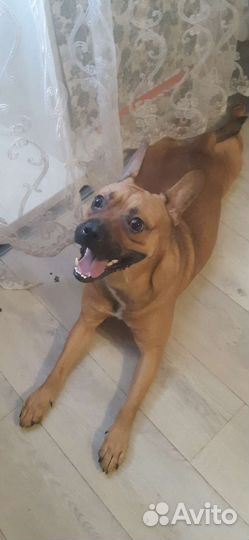 Собака в добрые руки