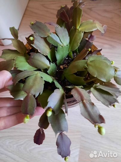 Декабрист белый