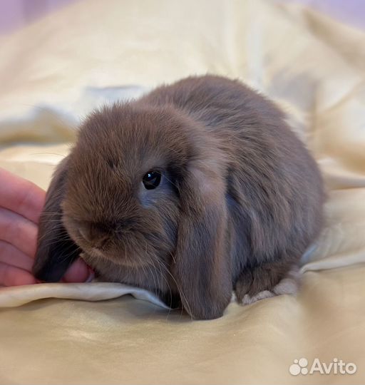Декоративные вислоухие крольчата, супер мини