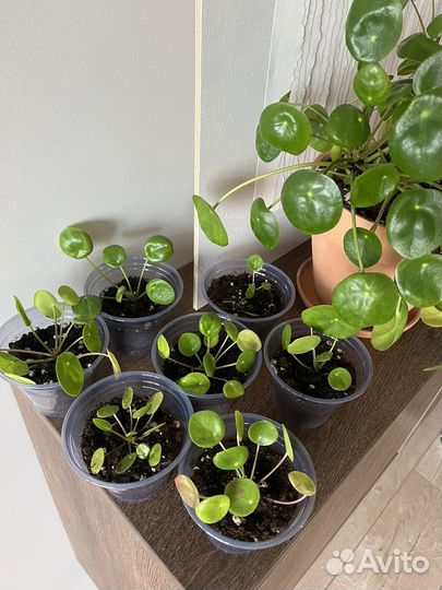 Пилея пеперомиевидная