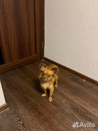 Найдена собака