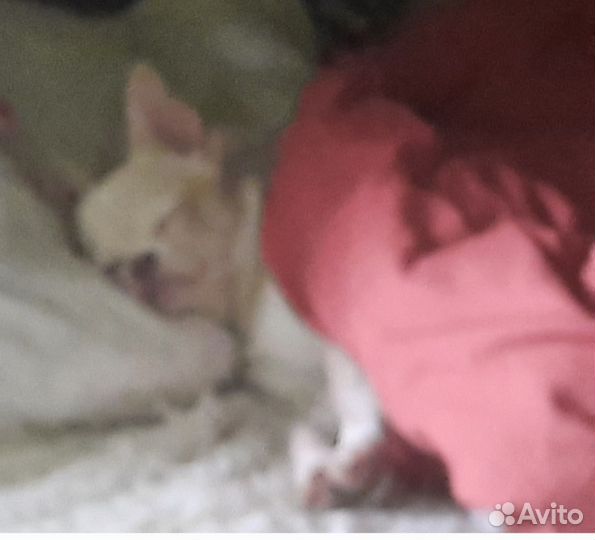 Мальчик чих