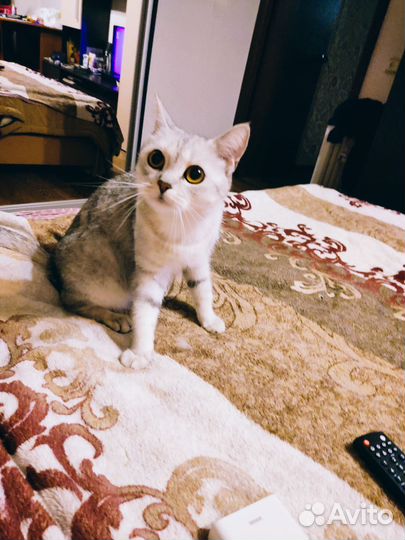 Кошка британка на вязку