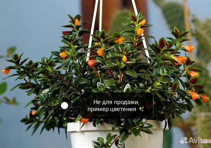Нематантус, сингониум, эписция