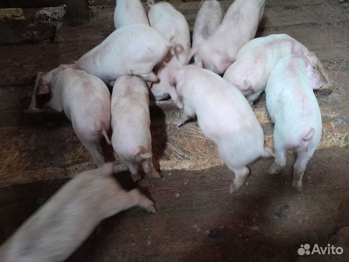 Домашние поросята