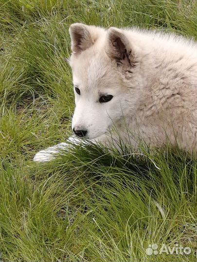 Отдам в хорошие ручки