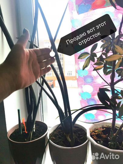 Сансевиерия цилиндрика