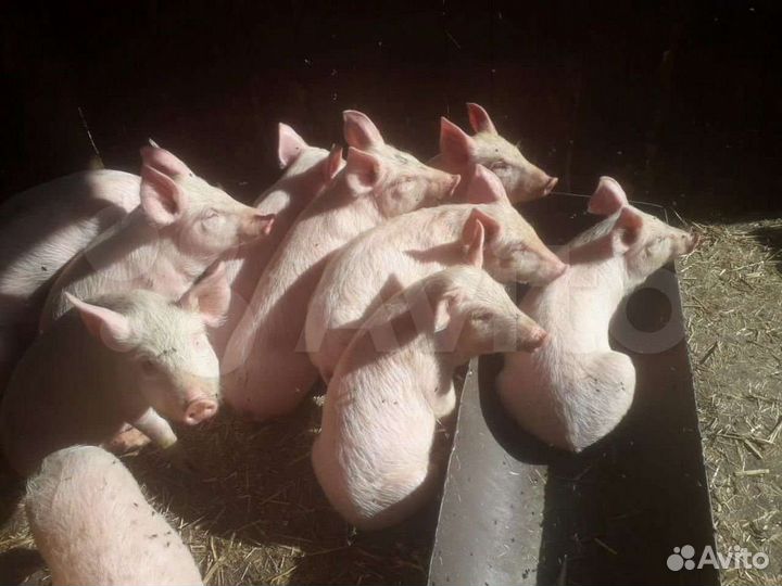Поросята