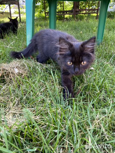 Котёнок мальчик, пушистый