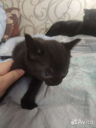 Отдам котят