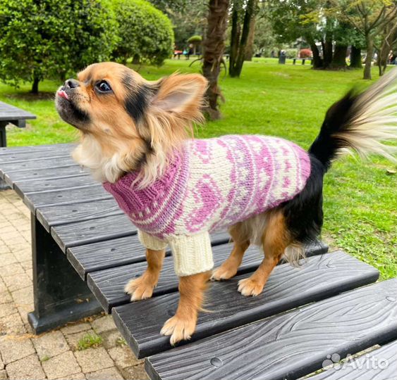 Одежда для собак