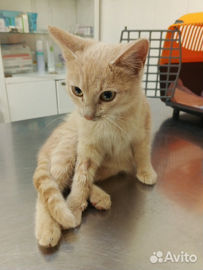 Рыжий котенок в добрые руки