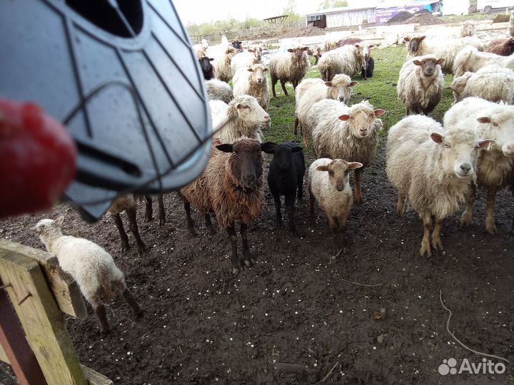 Овцы бараны Ярки егнята