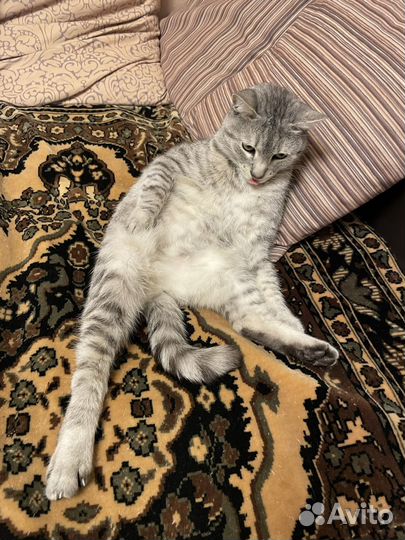 Кот Василий