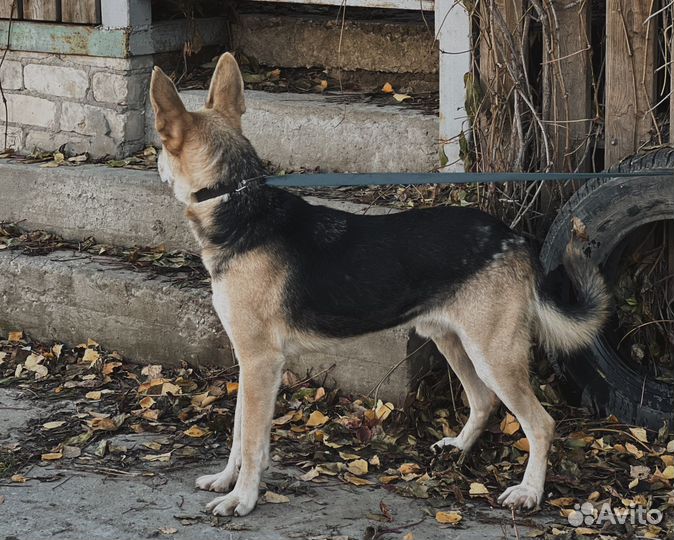 Собака в добрые руки