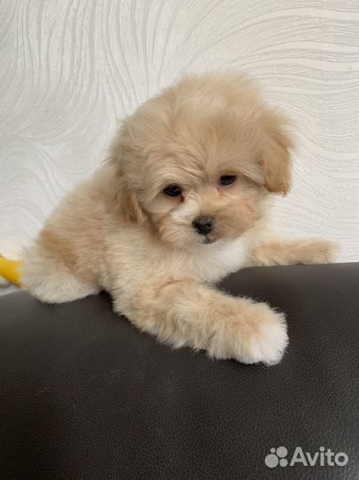 Курносые Мальтипу F1