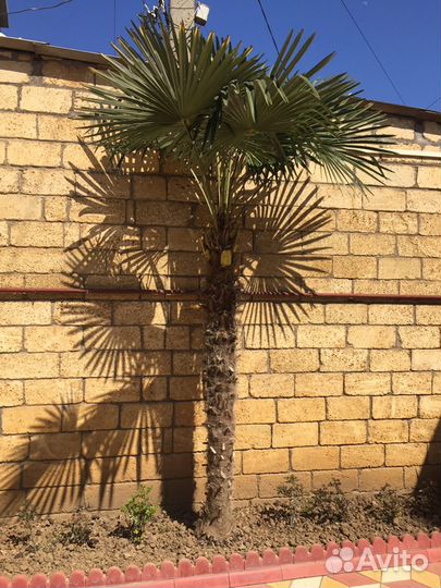 Пальмы, саженцы и семена Трахикарпус форчуна