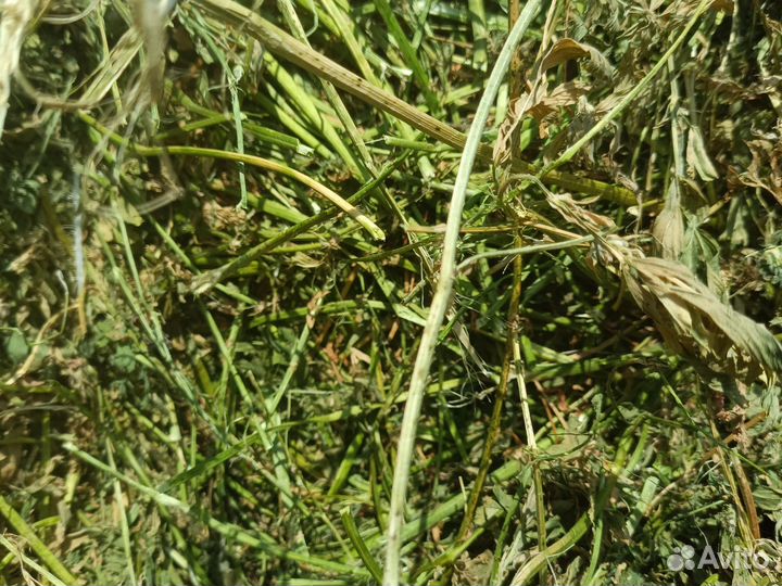 Продам сено хороший с доставкой