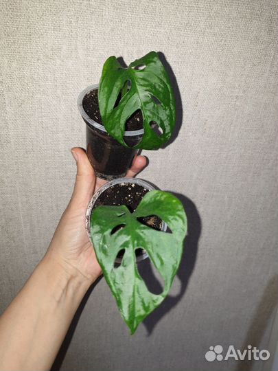 Эпипремнумы, монстера