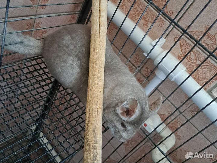 Шиншилла