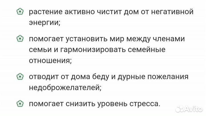 Папоротник комнатный Нефролепис Грин Леди