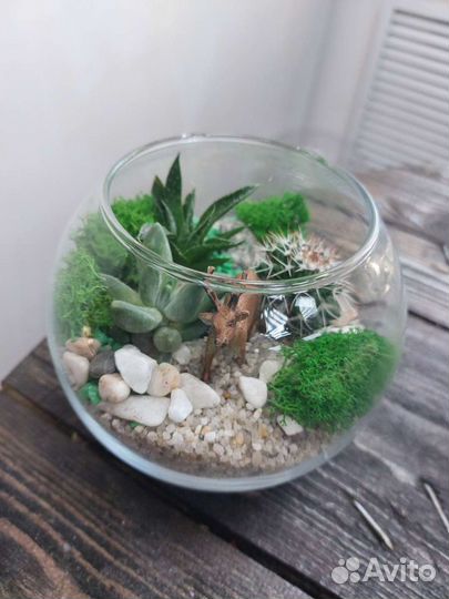 Флорариум с суккулентами и кактусами