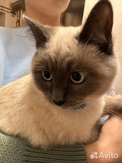 Котенок мальчик сиам