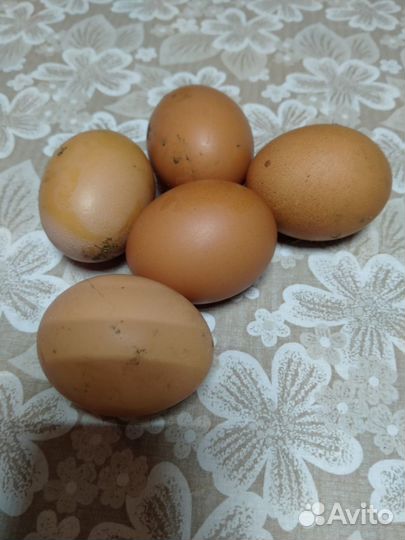 Домашние куриные яйца