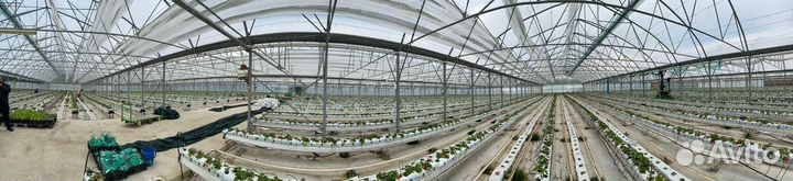 Тепличный комплекс