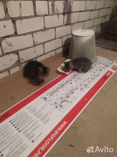 Котята в добрые руки