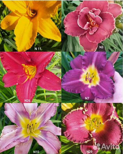 Садовые многолетние цветы