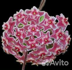 Хойя Pubicalux sv. Fresno Beauty