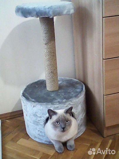 Передержка кошек